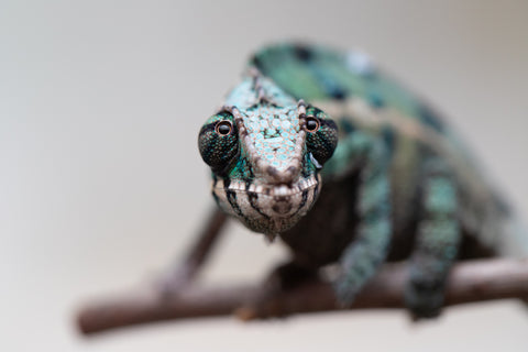 Holdbacks/Individuals: ALL NEW Ambanja Offspring from "Helm Hammerhand" x "Small Fry" - Hatched: May 25' - Male #5