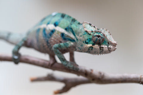 Holdbacks/Individuals: ALL NEW Ambanja Offspring from "Helm Hammerhand" x "Small Fry" - Hatched: May 25' - Male #5