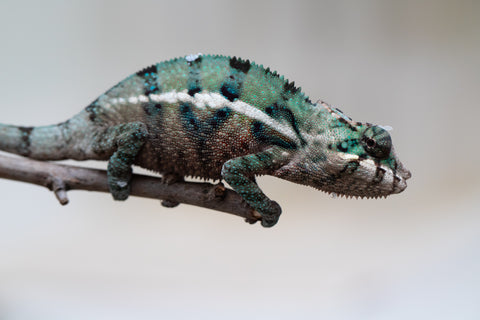 Holdbacks/Individuals: ALL NEW Ambanja Offspring from "Helm Hammerhand" x "Small Fry" - Hatched: May 25' - Male #5