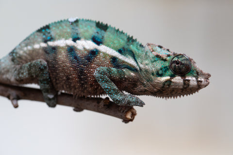 Holdbacks/Individuals: ALL NEW Ambanja Offspring from "Helm Hammerhand" x "Small Fry" - Hatched: May 25' - Male #5