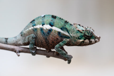 Holdbacks/Individuals: ALL NEW Ambanja Offspring from "Helm Hammerhand" x "Small Fry" - Hatched: May 25' - Male #5