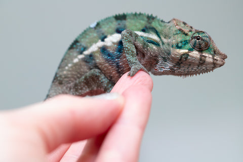 Holdbacks/Individuals: ALL NEW Ambanja Offspring from "Helm Hammerhand" x "Small Fry" - Hatched: May 25' - Male #5