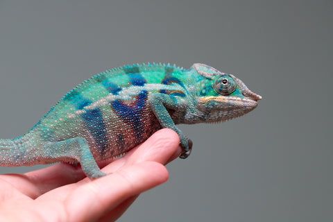 Holdbacks/Individuals: ALL NEW Ambanja Offspring from "Helm Hammerhand" x "Small Fry" - Hatched: May 25' - Male #5