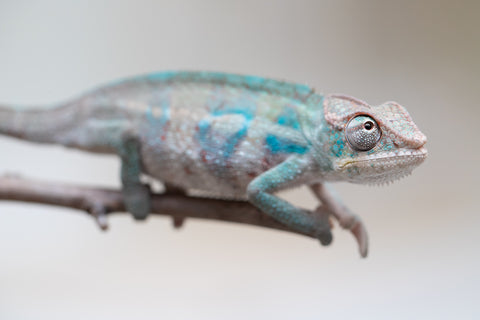 Holdbacks/Individuals: ALL NEW Ambanja Offspring from "Helm Hammerhand" x "Small Fry" - Hatched: May 25' - Male #7