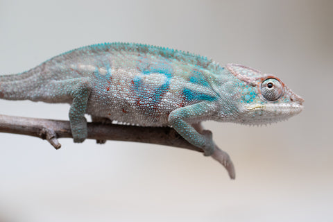 Holdbacks/Individuals: ALL NEW Ambanja Offspring from "Helm Hammerhand" x "Small Fry" - Hatched: May 25' - Male #7