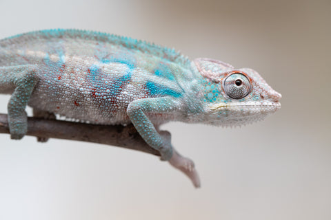 Holdbacks/Individuals: ALL NEW Ambanja Offspring from "Helm Hammerhand" x "Small Fry" - Hatched: May 25' - Male #7