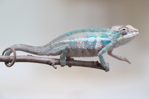 Holdbacks/Individuals: ALL NEW Ambanja Offspring from "Helm Hammerhand" x "Small Fry" - Hatched: May 25' - Male #7