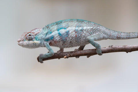 Holdbacks/Individuals: ALL NEW Ambanja Offspring from "Helm Hammerhand" x "Small Fry" - Hatched: May 25' - Male #7