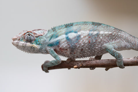 Holdbacks/Individuals: ALL NEW Ambanja Offspring from "Helm Hammerhand" x "Small Fry" - Hatched: May 25' - Male #7