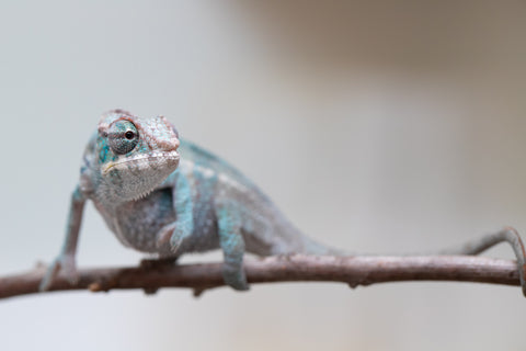 Holdbacks/Individuals: ALL NEW Ambanja Offspring from "Helm Hammerhand" x "Small Fry" - Hatched: May 25' - Male #7
