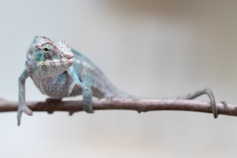 Holdbacks/Individuals: ALL NEW Ambanja Offspring from "Helm Hammerhand" x "Small Fry" - Hatched: May 25' - Male #7