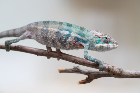 Holdbacks/Individuals: ALL NEW Ambanja Offspring from "Helm Hammerhand" x "Small Fry" - Hatched: May 25' - Male #7