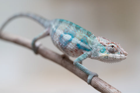Holdbacks/Individuals: ALL NEW Ambanja Offspring from "Helm Hammerhand" x "Small Fry" - Hatched: May 25' - Male #7