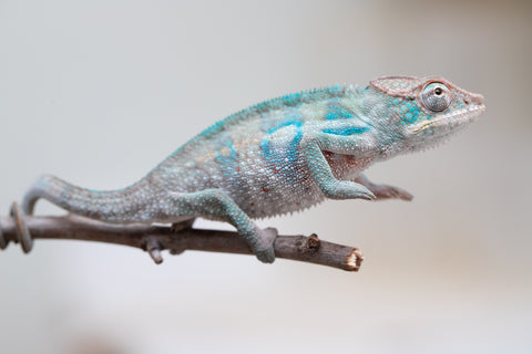 Holdbacks/Individuals: ALL NEW Ambanja Offspring from "Helm Hammerhand" x "Small Fry" - Hatched: May 25' - Male #7