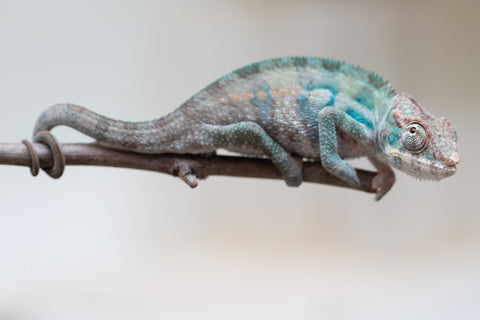 Holdbacks/Individuals: ALL NEW Ambanja Offspring from "Helm Hammerhand" x "Small Fry" - Hatched: May 25' - Male #7