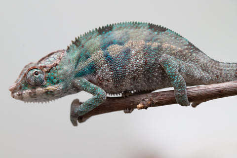 Holdbacks/Individuals: ALL NEW Ambanja Offspring from "Helm Hammerhand" x "Small Fry" - Hatched: May 25' - Male #7