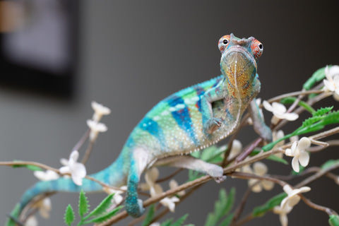 Holdbacks/Individuals: ALL NEW Ambanja Offspring from "Helm Hammerhand" x "Small Fry" - Hatched: May 25' - Male #8