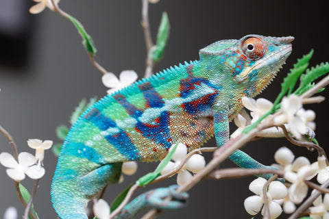 Holdbacks/Individuals: ALL NEW Ambanja Offspring from "Helm Hammerhand" x "Small Fry" - Hatched: May 25' - Male #8