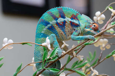 Holdbacks/Individuals: ALL NEW Ambanja Offspring from "Helm Hammerhand" x "Small Fry" - Hatched: May 25' - Male #8