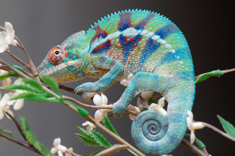 Holdbacks/Individuals: ALL NEW Ambanja Offspring from "Helm Hammerhand" x "Small Fry" - Hatched: May 25' - Male #8