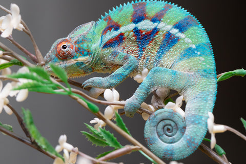 Holdbacks/Individuals: ALL NEW Ambanja Offspring from "Helm Hammerhand" x "Small Fry" - Hatched: May 25' - Male #8