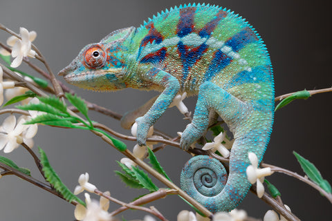 Holdbacks/Individuals: ALL NEW Ambanja Offspring from "Helm Hammerhand" x "Small Fry" - Hatched: May 25' - Male #8