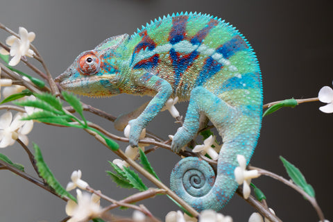 Holdbacks/Individuals: ALL NEW Ambanja Offspring from "Helm Hammerhand" x "Small Fry" - Hatched: May 25' - Male #8