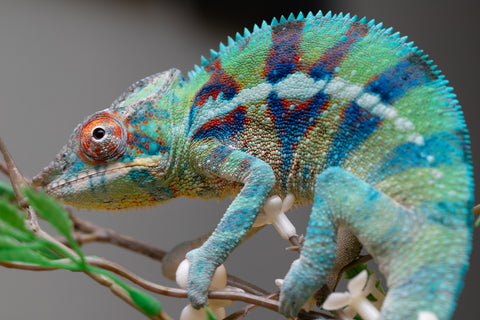 Holdbacks/Individuals: ALL NEW Ambanja Offspring from "Helm Hammerhand" x "Small Fry" - Hatched: May 25' - Male #8