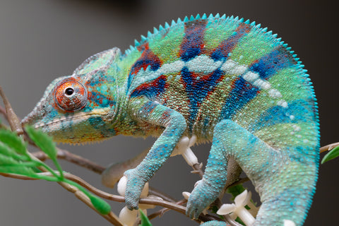 Holdbacks/Individuals: ALL NEW Ambanja Offspring from "Helm Hammerhand" x "Small Fry" - Hatched: May 25' - Male #8