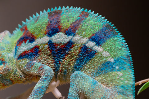 Holdbacks/Individuals: ALL NEW Ambanja Offspring from "Helm Hammerhand" x "Small Fry" - Hatched: May 25' - Male #8