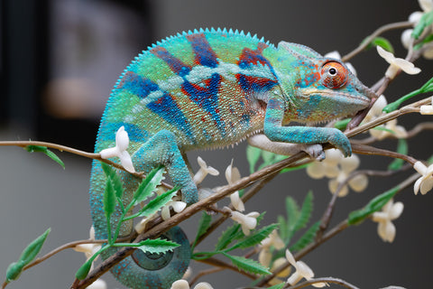 Holdbacks/Individuals: ALL NEW Ambanja Offspring from "Helm Hammerhand" x "Small Fry" - Hatched: May 25' - Male #8