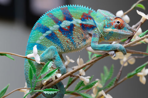 Holdbacks/Individuals: ALL NEW Ambanja Offspring from "Helm Hammerhand" x "Small Fry" - Hatched: May 25' - Male #8