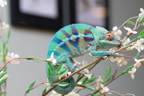 Holdbacks/Individuals: ALL NEW Ambanja Offspring from "Helm Hammerhand" x "Small Fry" - Hatched: May 25' - Male #8