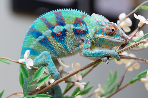 Holdbacks/Individuals: ALL NEW Ambanja Offspring from "Helm Hammerhand" x "Small Fry" - Hatched: May 25' - Male #8