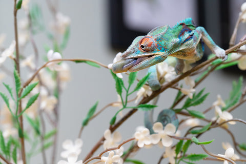 Holdbacks/Individuals: ALL NEW Ambanja Offspring from "Helm Hammerhand" x "Small Fry" - Hatched: May 25' - Male #8