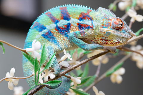 Holdbacks/Individuals: ALL NEW Ambanja Offspring from "Helm Hammerhand" x "Small Fry" - Hatched: May 25' - Male #8