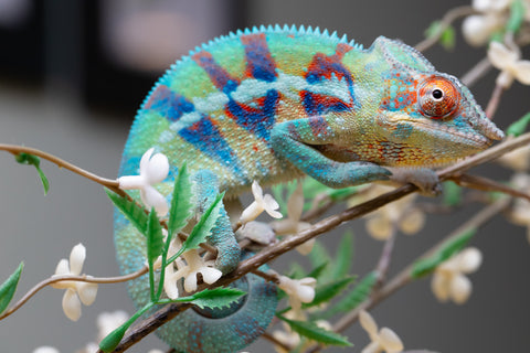 Holdbacks/Individuals: ALL NEW Ambanja Offspring from "Helm Hammerhand" x "Small Fry" - Hatched: May 25' - Male #8