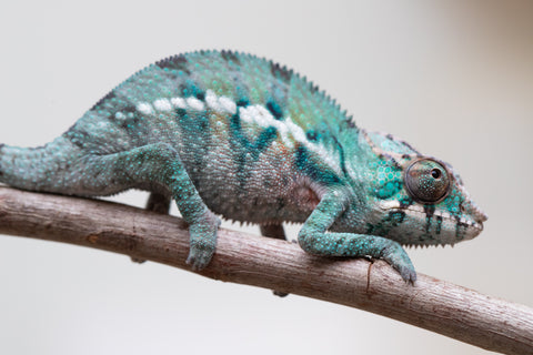 Holdbacks/Individuals: ALL NEW Ambanja Offspring from "Helm Hammerhand" x "Small Fry" - Hatched: May 25' - Male #8
