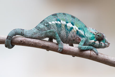 Holdbacks/Individuals: ALL NEW Ambanja Offspring from "Helm Hammerhand" x "Small Fry" - Hatched: May 25' - Male #8
