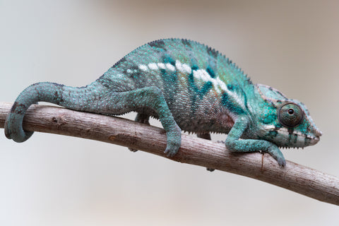 Holdbacks/Individuals: ALL NEW Ambanja Offspring from "Helm Hammerhand" x "Small Fry" - Hatched: May 25' - Male #8