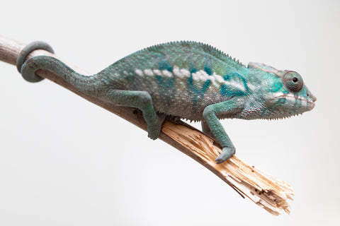 Holdbacks/Individuals: ALL NEW Ambanja Offspring from "Helm Hammerhand" x "Small Fry" - Hatched: May 25' - Male #8
