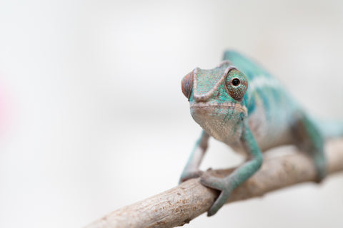 Holdbacks/Individuals: ALL NEW Ambanja Offspring from "Helm Hammerhand" x "Small Fry" - Hatched: May 25' - Male #8