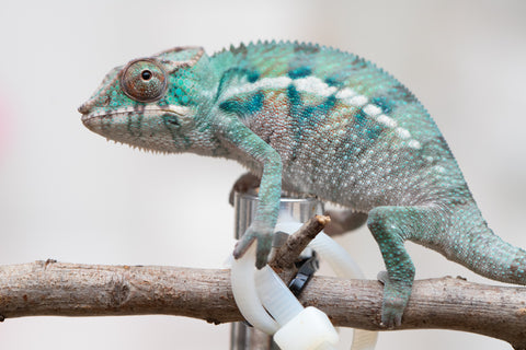 Holdbacks/Individuals: ALL NEW Ambanja Offspring from "Helm Hammerhand" x "Small Fry" - Hatched: May 25' - Male #8