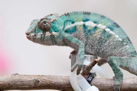 Holdbacks/Individuals: ALL NEW Ambanja Offspring from "Helm Hammerhand" x "Small Fry" - Hatched: May 25' - Male #8