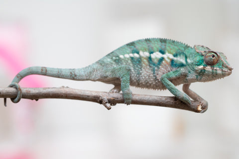 Holdbacks/Individuals: ALL NEW Ambanja Offspring from "Helm Hammerhand" x "Small Fry" - Hatched: May 25' - Male #8