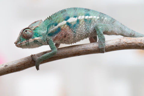 Holdbacks/Individuals: ALL NEW Ambanja Offspring from "Helm Hammerhand" x "Small Fry" - Hatched: May 25' - Male #8