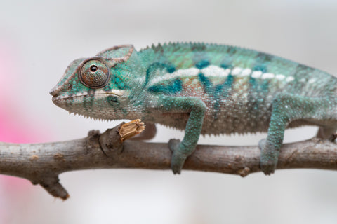 Holdbacks/Individuals: ALL NEW Ambanja Offspring from "Helm Hammerhand" x "Small Fry" - Hatched: May 25' - Male #8