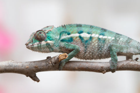 Holdbacks/Individuals: ALL NEW Ambanja Offspring from "Helm Hammerhand" x "Small Fry" - Hatched: May 25' - Male #8