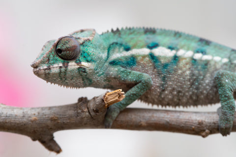 Holdbacks/Individuals: ALL NEW Ambanja Offspring from "Helm Hammerhand" x "Small Fry" - Hatched: May 25' - Male #8