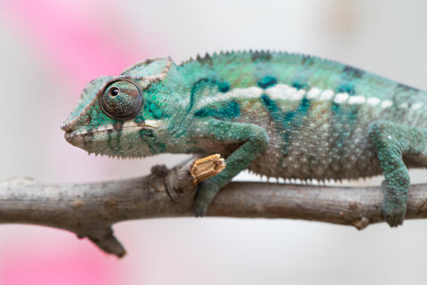 Holdbacks/Individuals: ALL NEW Ambanja Offspring from "Helm Hammerhand" x "Small Fry" - Hatched: May 25' - Male #8